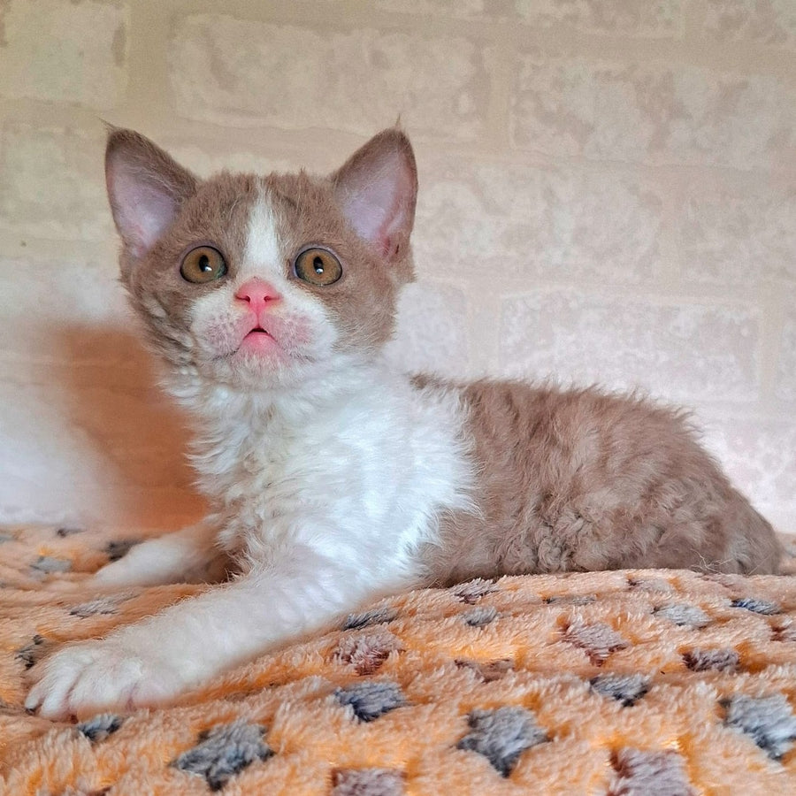 Quinto Selkirk Rex male, lilac bicolour