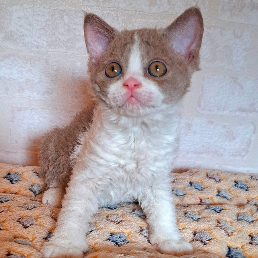Quinto Selkirk Rex male, lilac bicolour