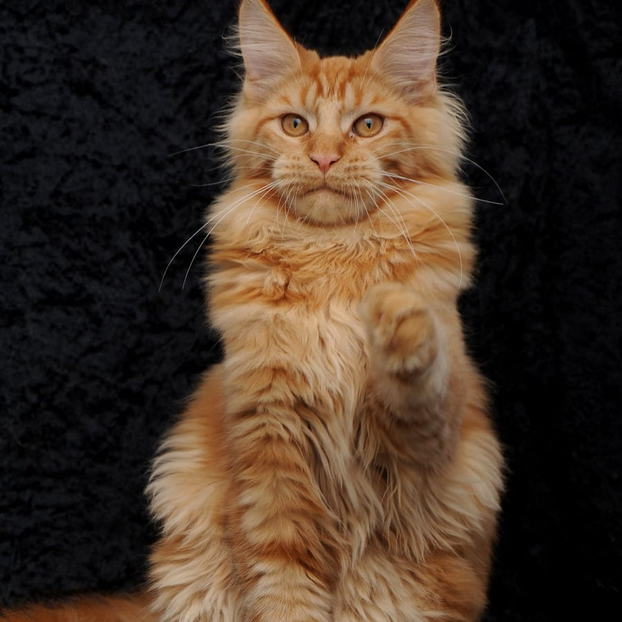 Konor Maine Coon male, red