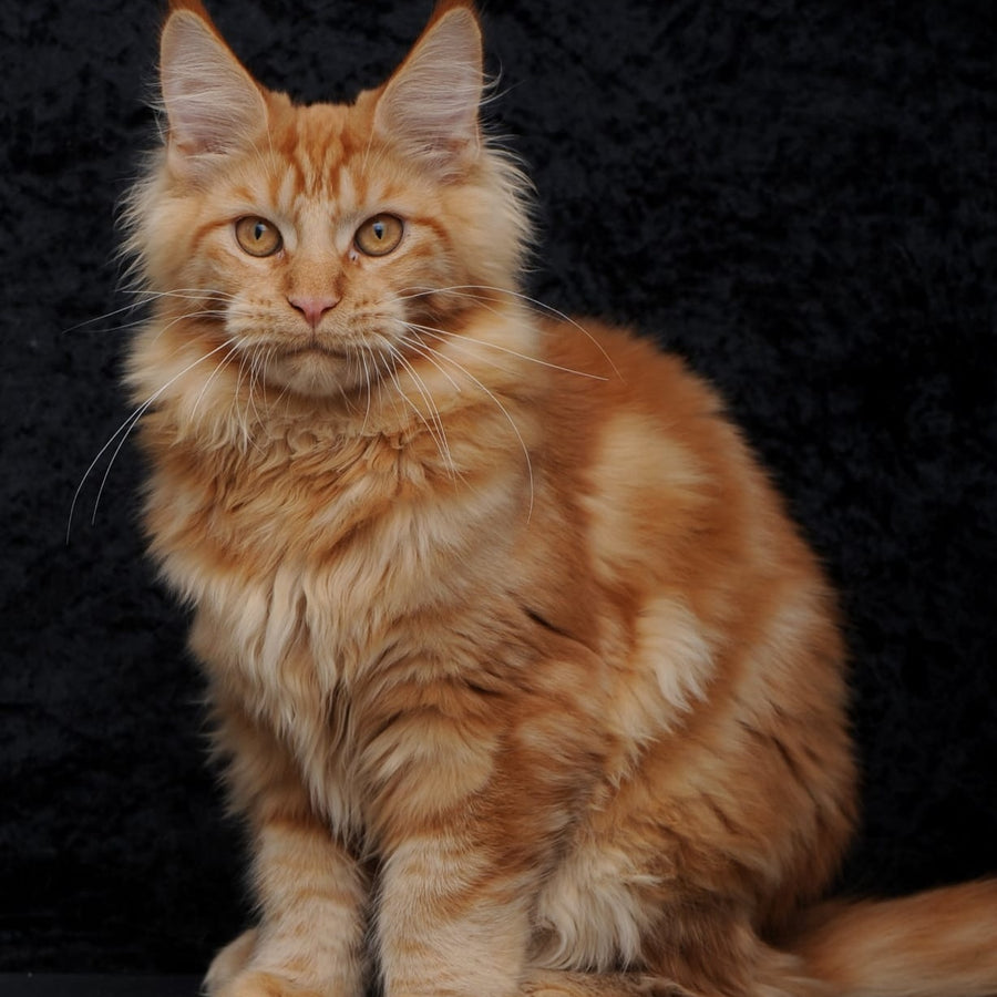 Konor Maine Coon male, red