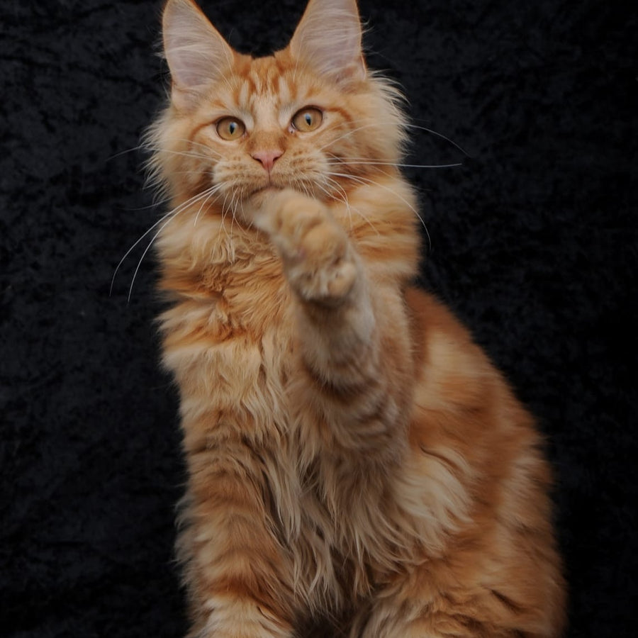 Konor Maine Coon male, red