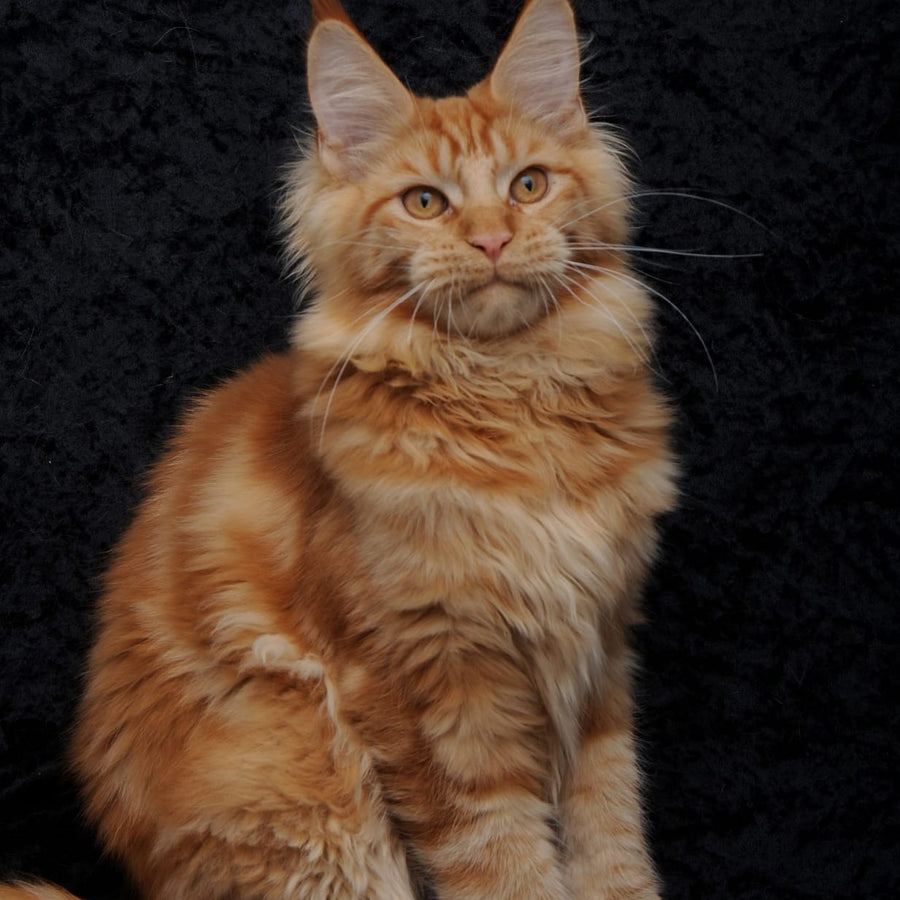Konor Maine Coon male, red