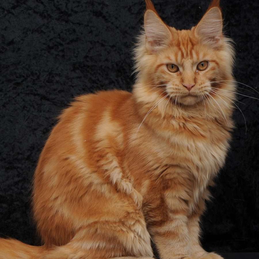 Konor Maine Coon male, red