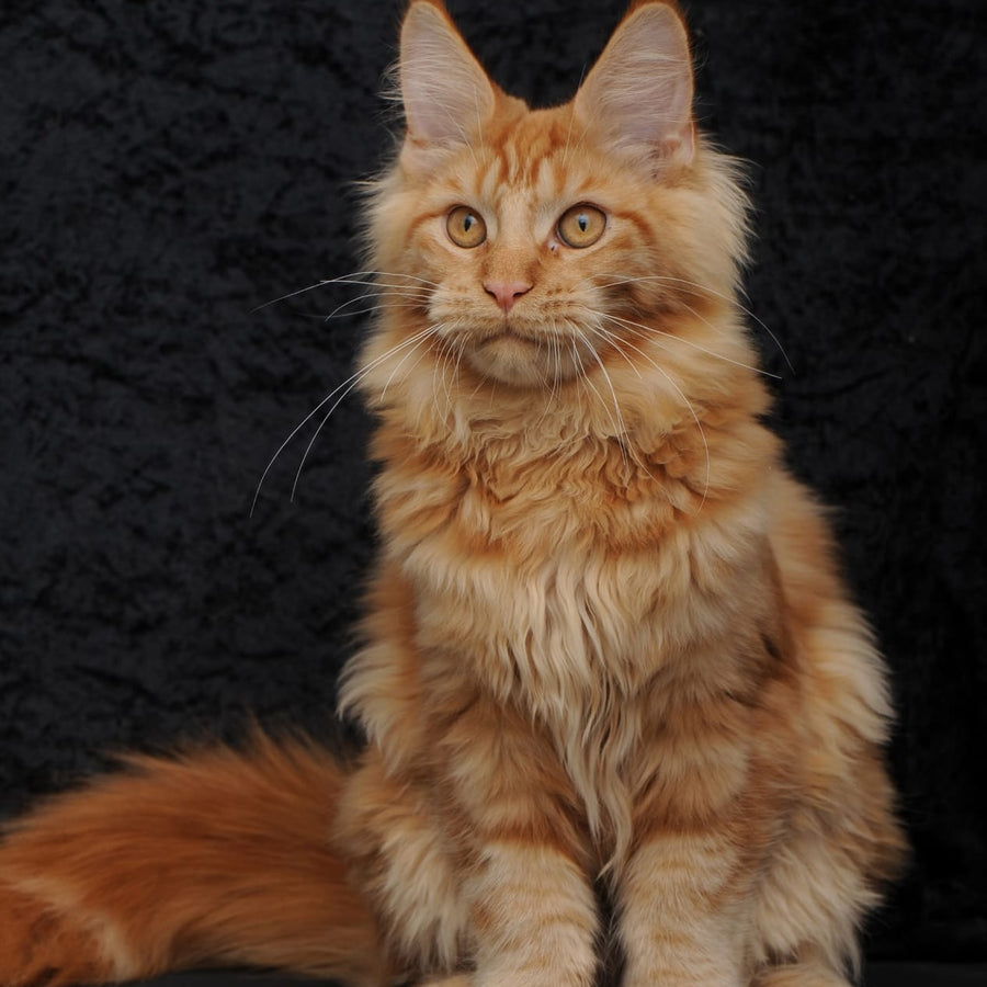 Konor Maine Coon male, red