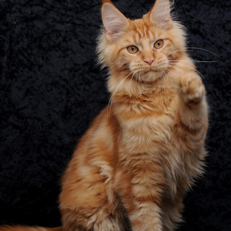 Konor Maine Coon male, red
