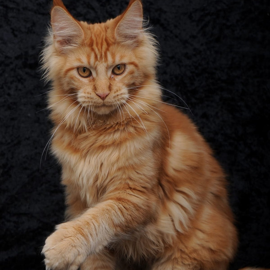 Konor Maine Coon male, red