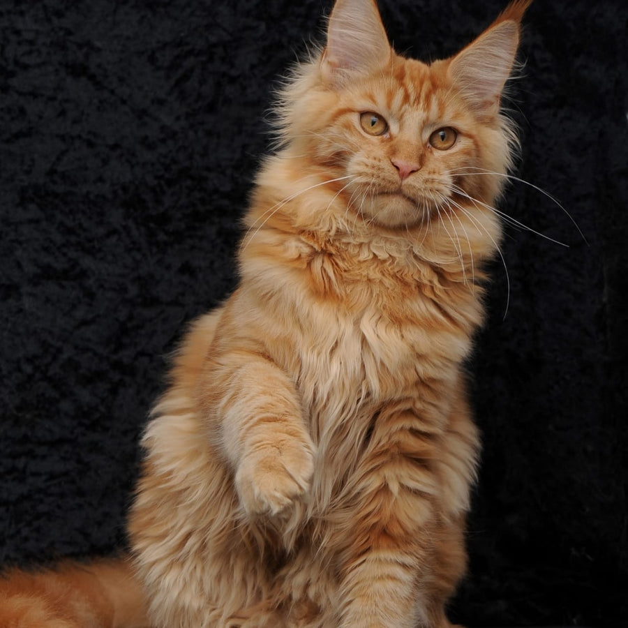 Konor Maine Coon male, red