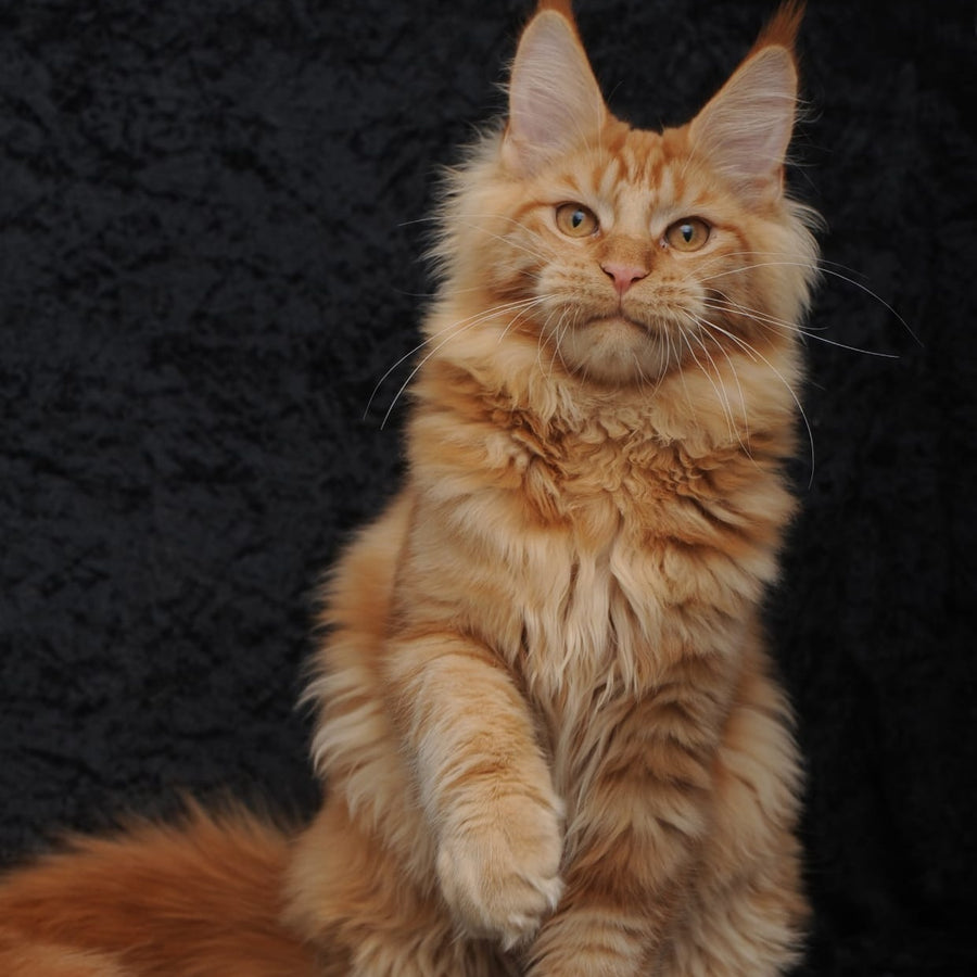Konor Maine Coon male, red