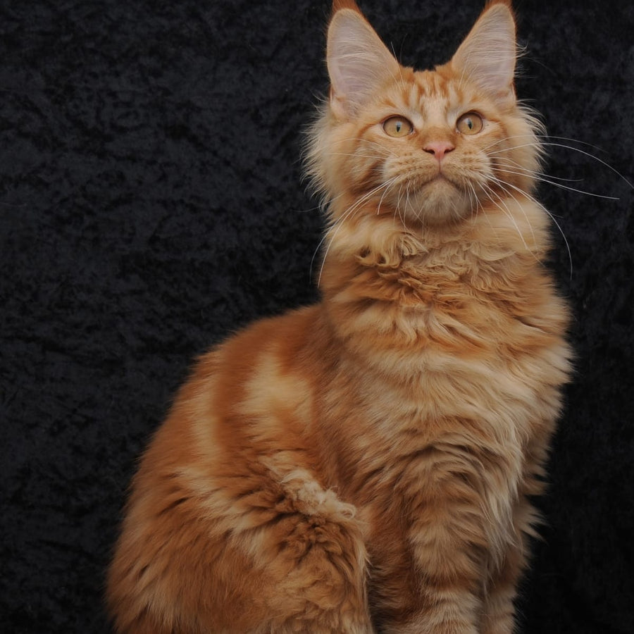 Konor Maine Coon male, red
