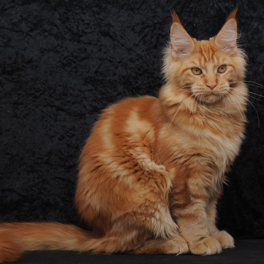 Konor Maine Coon male, red
