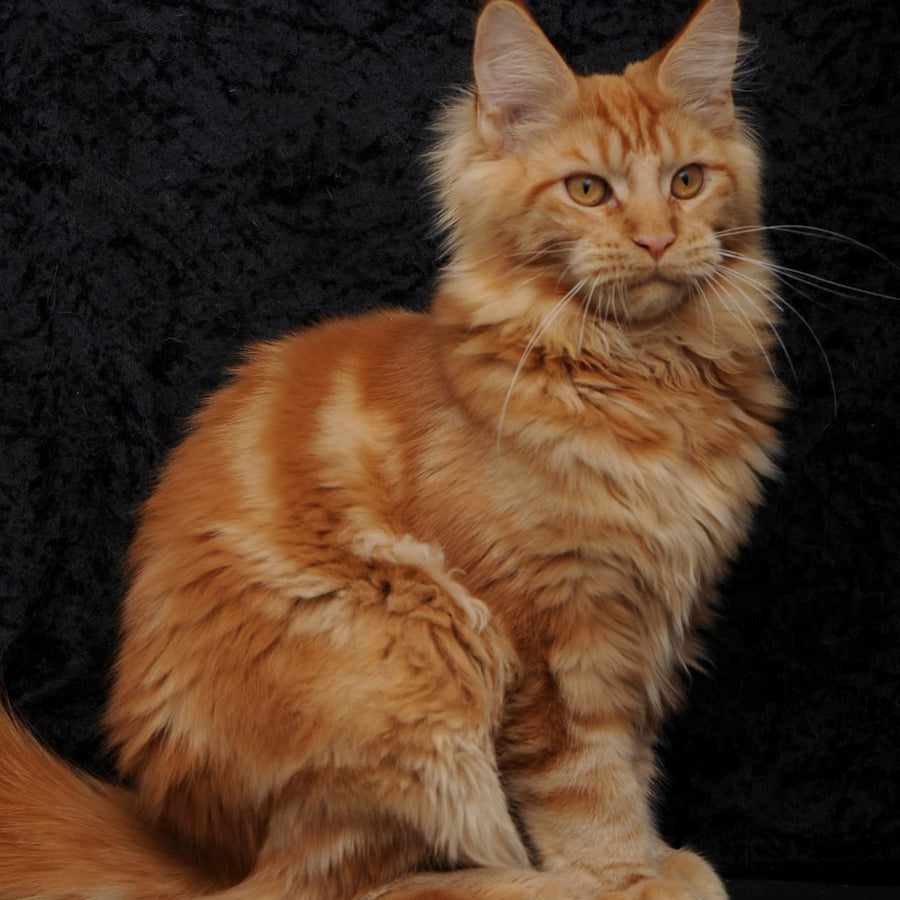 Konor Maine Coon male, red