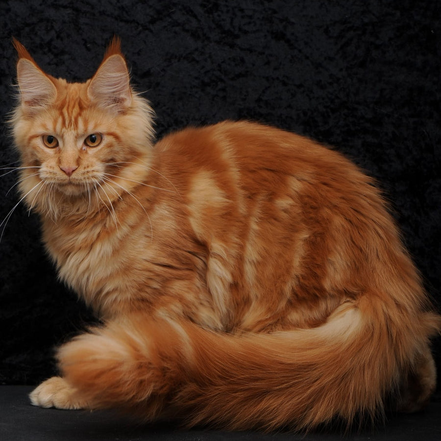 Konor Maine Coon male, red