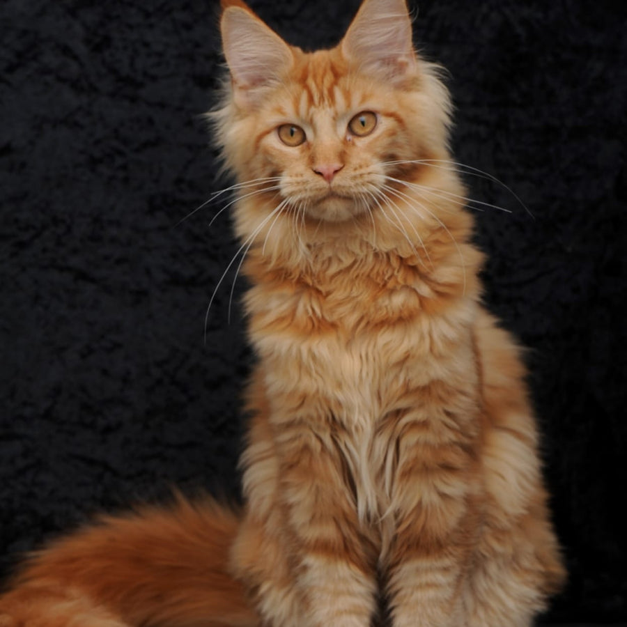 Konor Maine Coon male, red