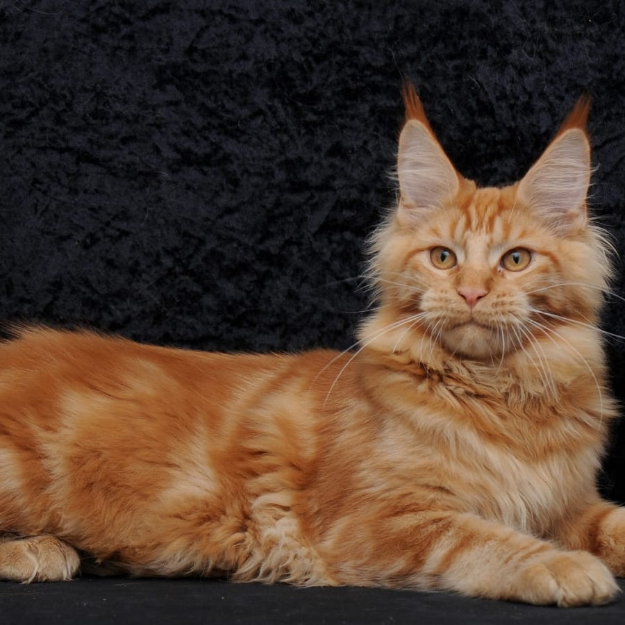Konor Maine Coon male, red
