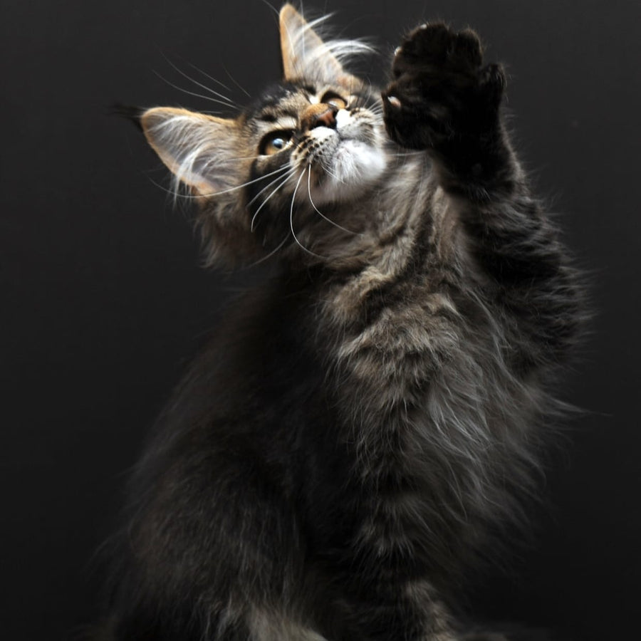 Joanna Maine Coon polydactyl 6x6x6x6 female, black ticked tabby