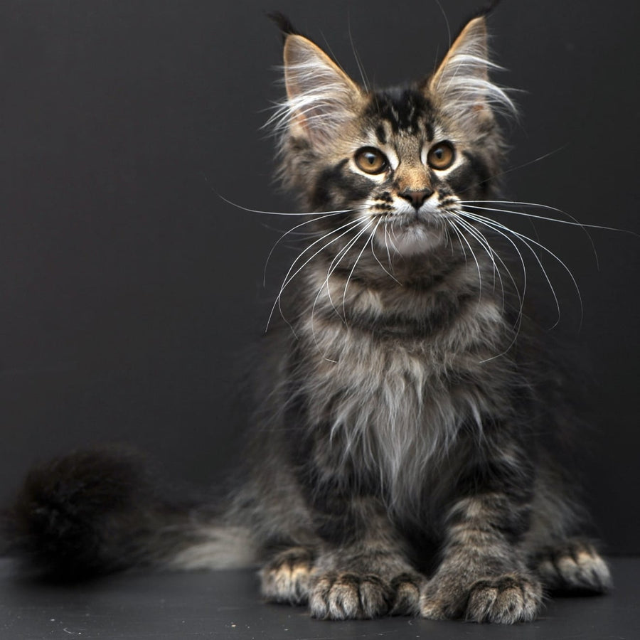 Joanna Maine Coon polydactyl 6x6x6x6 female, black ticked tabby