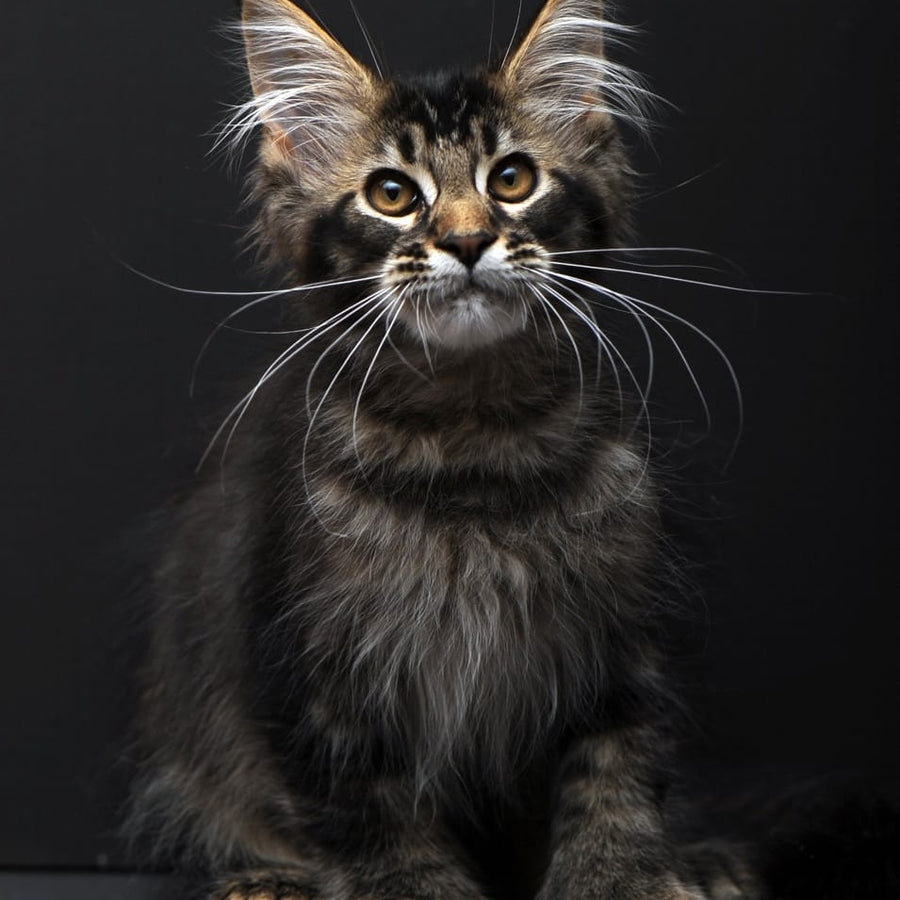 Joanna Maine Coon polydactyl 6x6x6x6 female, black ticked tabby