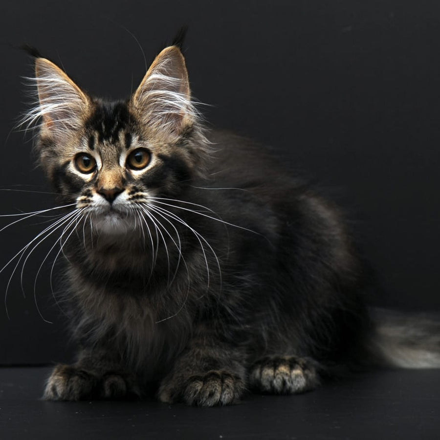 Joanna Maine Coon polydactyl 6x6x6x6 female, black ticked tabby