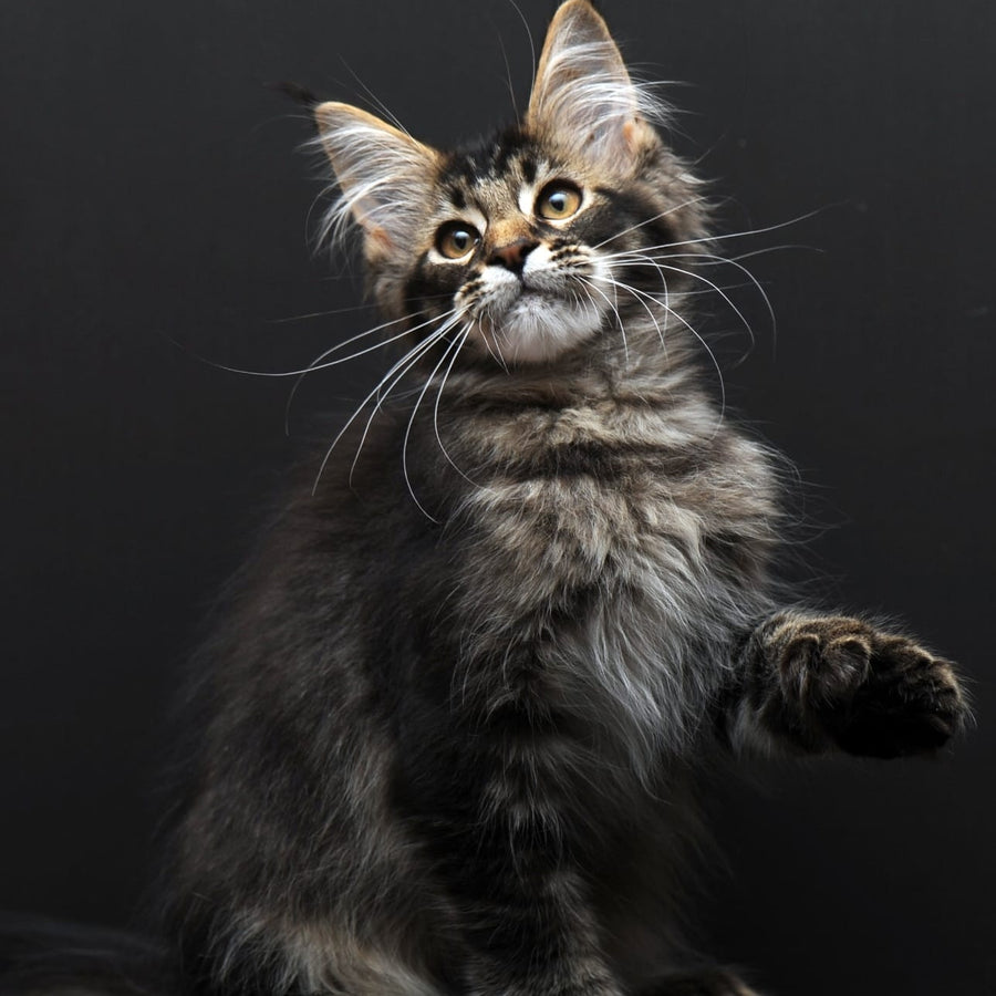 Joanna Maine Coon polydactyl 6x6x6x6 female, black ticked tabby