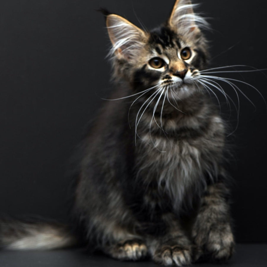 Joanna Maine Coon polydactyl 6x6x6x6 female, black ticked tabby