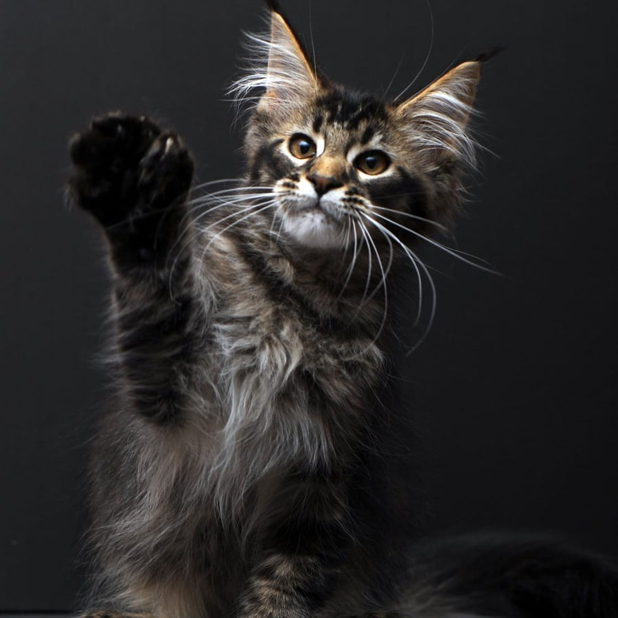Joanna Maine Coon polydactyl 6x6x6x6 female, black ticked tabby