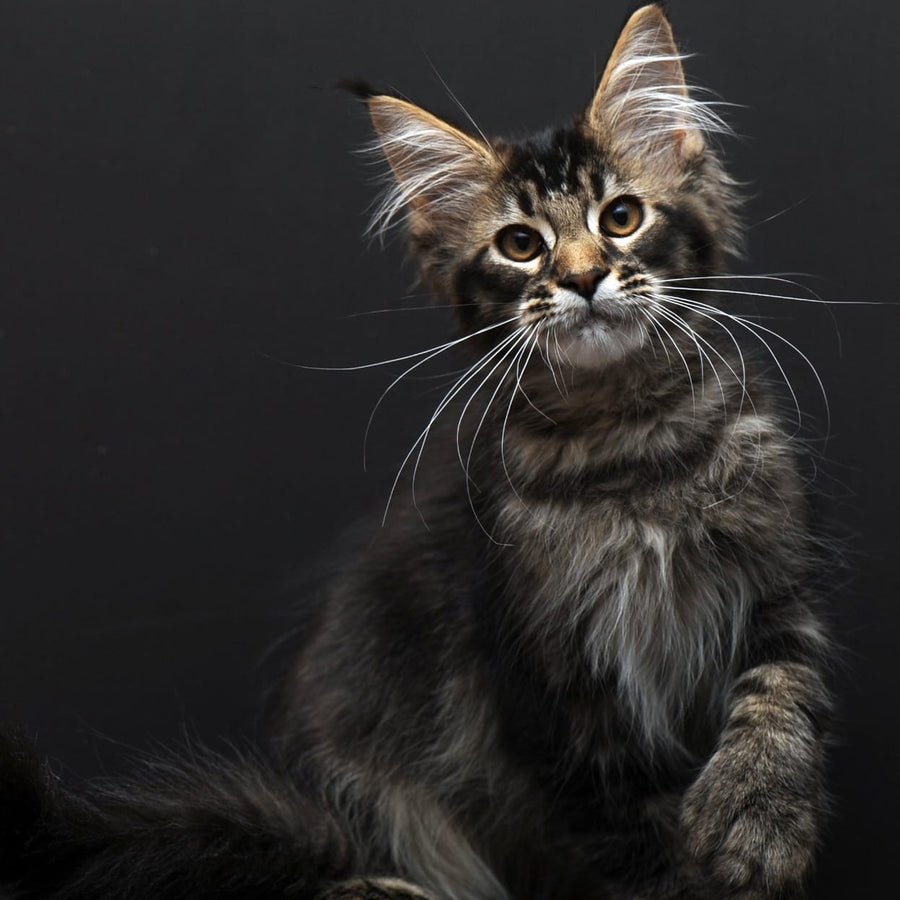 Joanna Maine Coon polydactyl 6x6x6x6 female, black ticked tabby