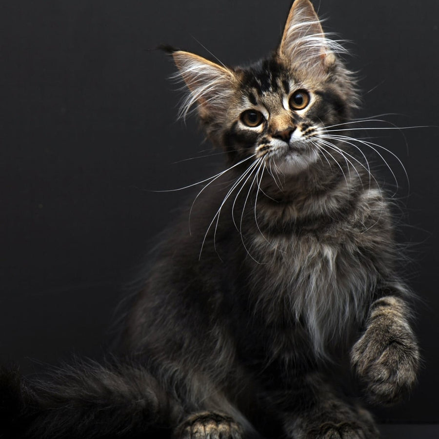 Joanna Maine Coon polydactyl 6x6x6x6 female, black ticked tabby
