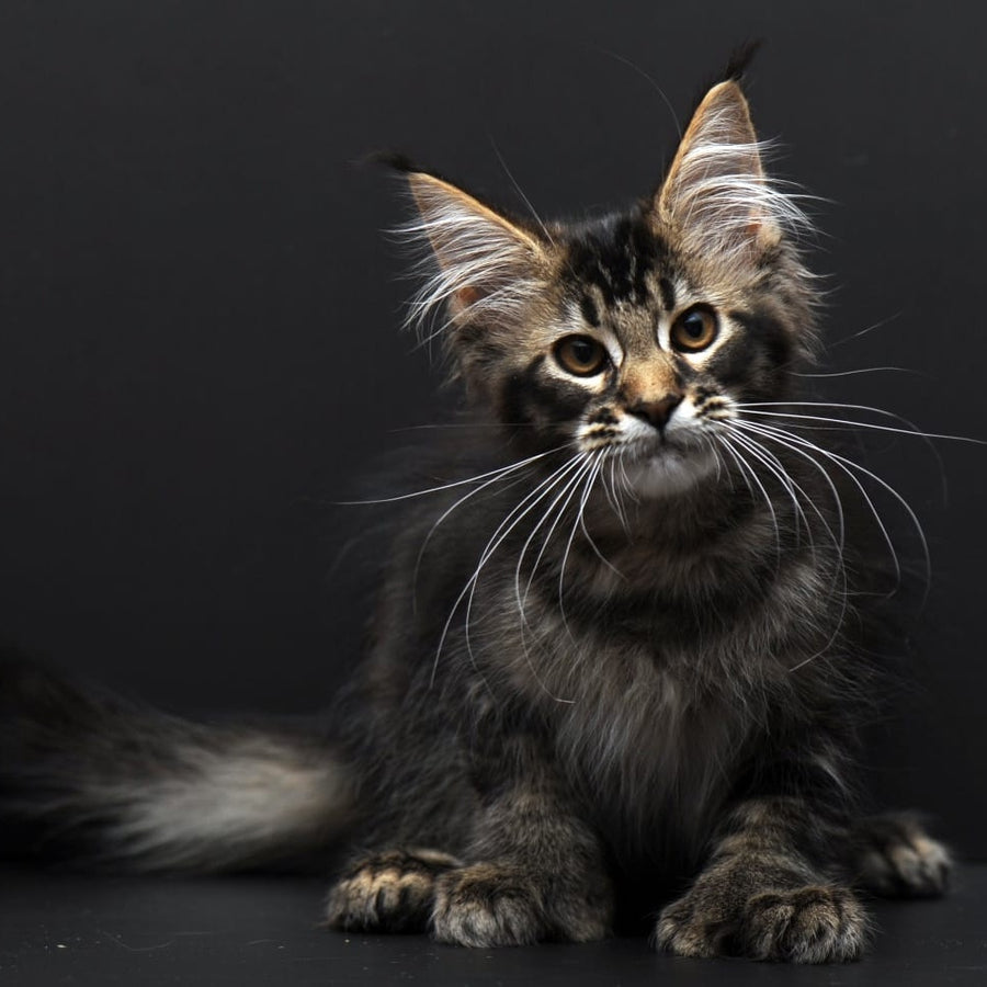 Joanna Maine Coon polydactyl 6x6x6x6 female, black ticked tabby