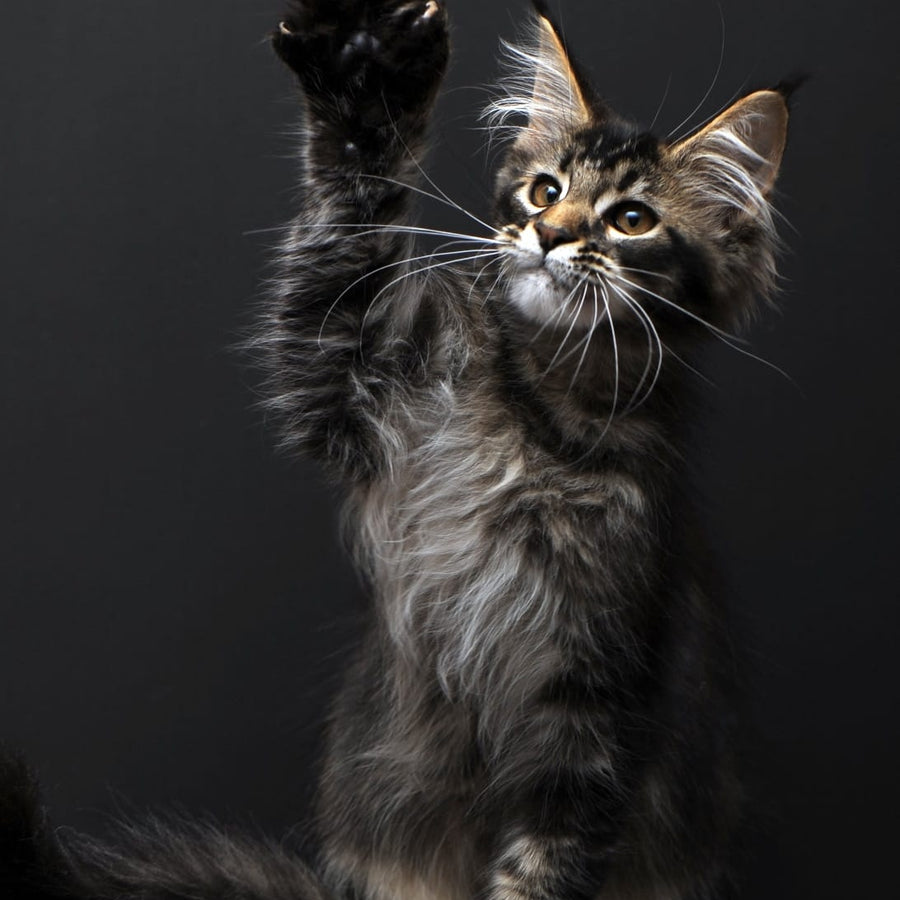 Joanna Maine Coon polydactyl 6x6x6x6 female, black ticked tabby