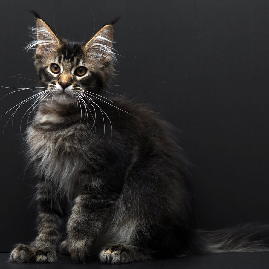 Joanna Maine Coon polydactyl 6x6x6x6 female, black ticked tabby