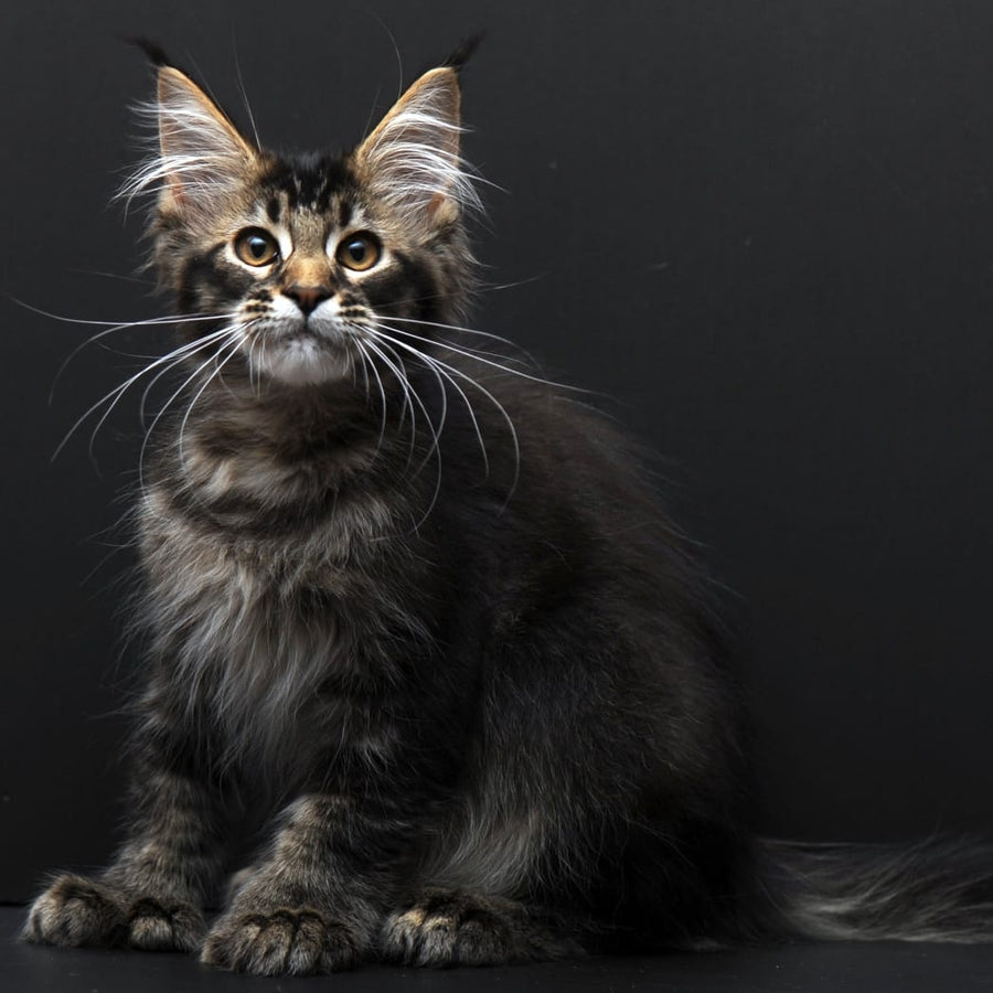 Joanna Maine Coon polydactyl 6x6x6x6 female, black ticked tabby