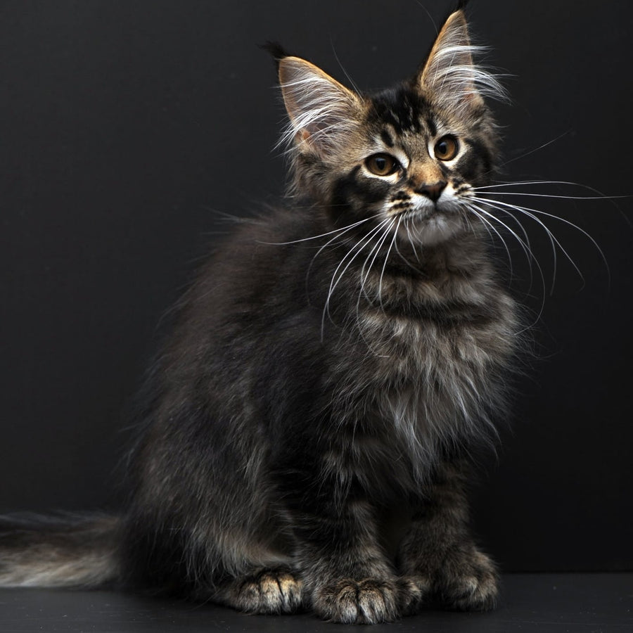 Joanna Maine Coon polydactyl 6x6x6x6 female, black ticked tabby