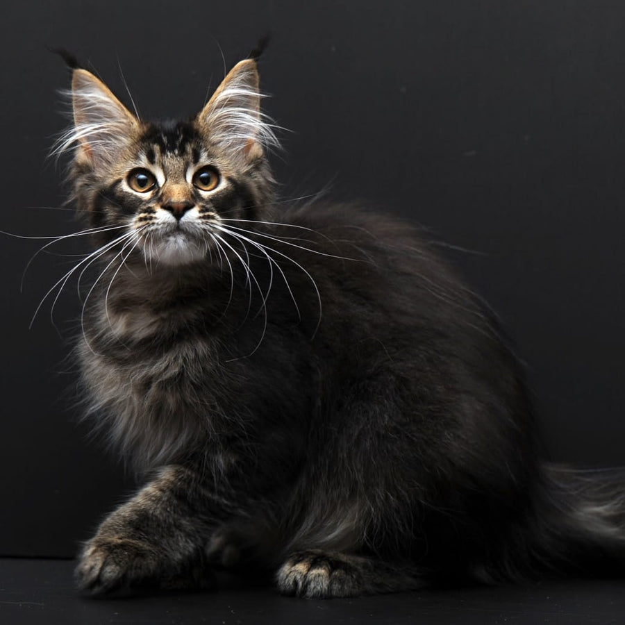Joanna Maine Coon polydactyl 6x6x6x6 female, black ticked tabby