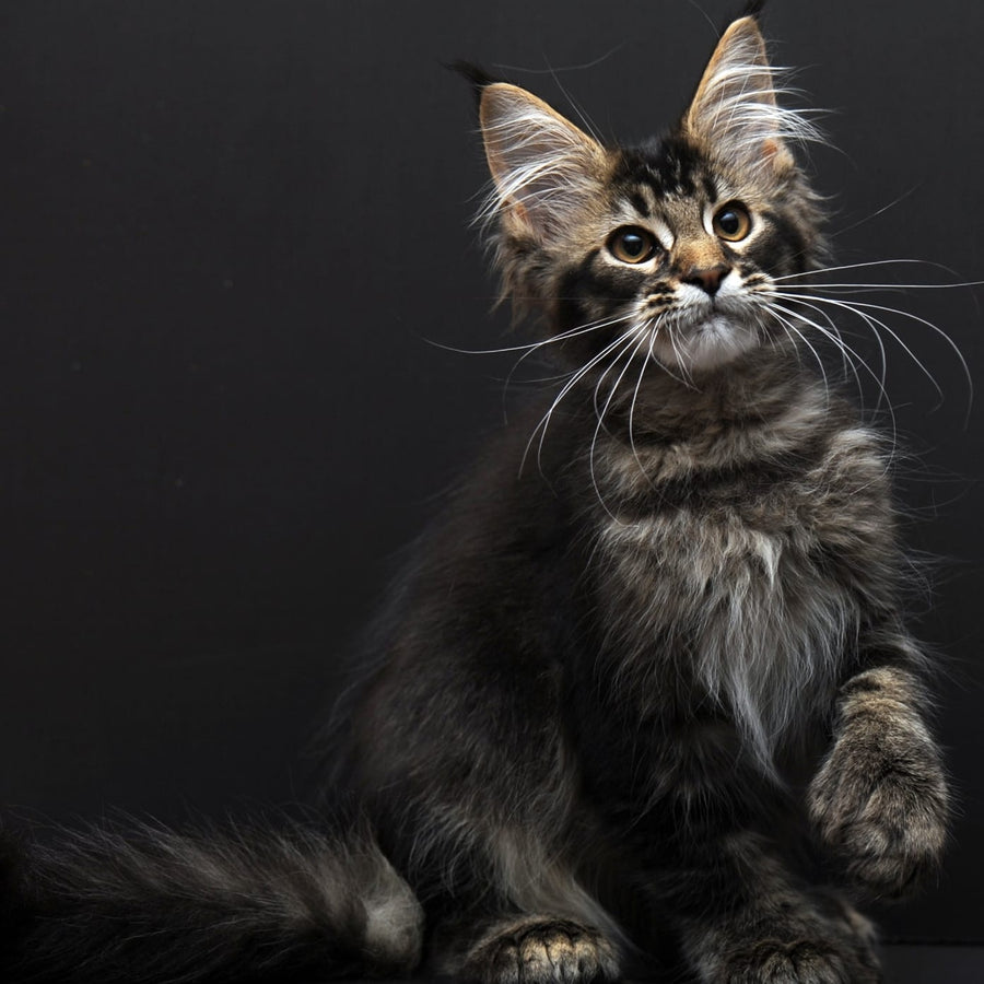 Joanna Maine Coon polydactyl 6x6x6x6 female, black ticked tabby