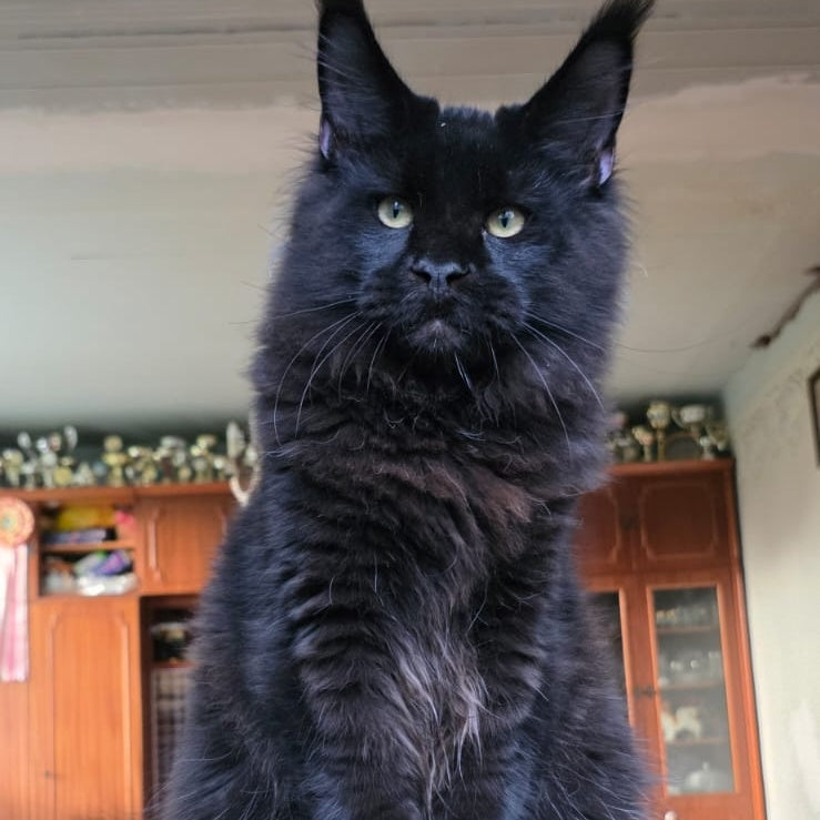 Yuppi Maine Coon male, black