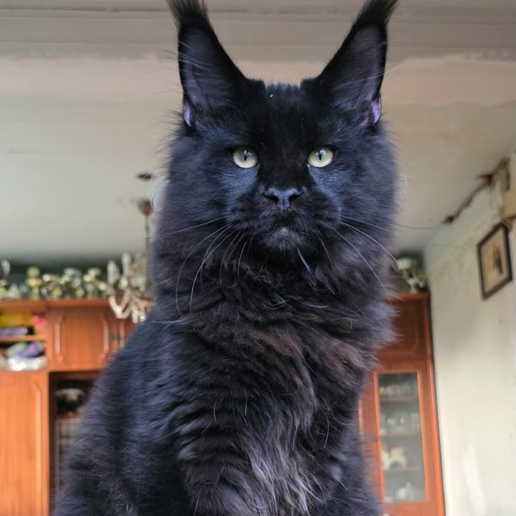 Yuppi Maine Coon male, black