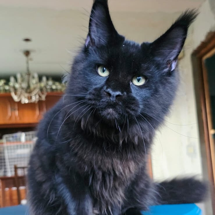 Yuppi Maine Coon male, black