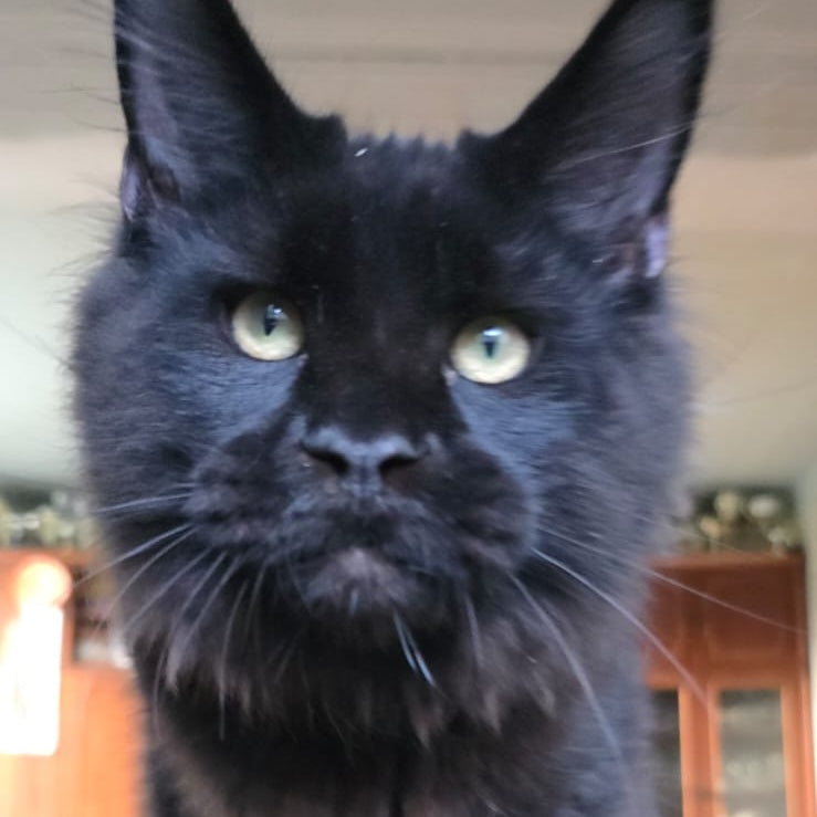 Yuppi Maine Coon male, black