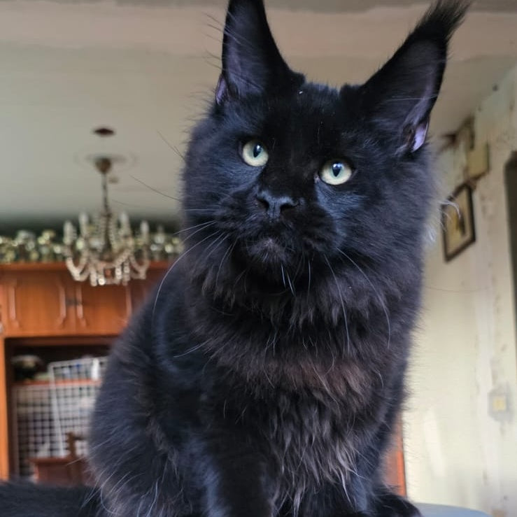 Yuppi Maine Coon male, black