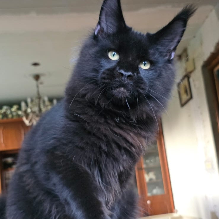 Yuppi Maine Coon male, black