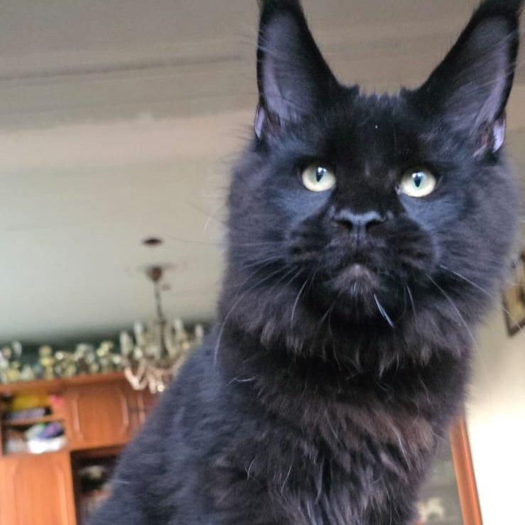 Yuppi Maine Coon male, black