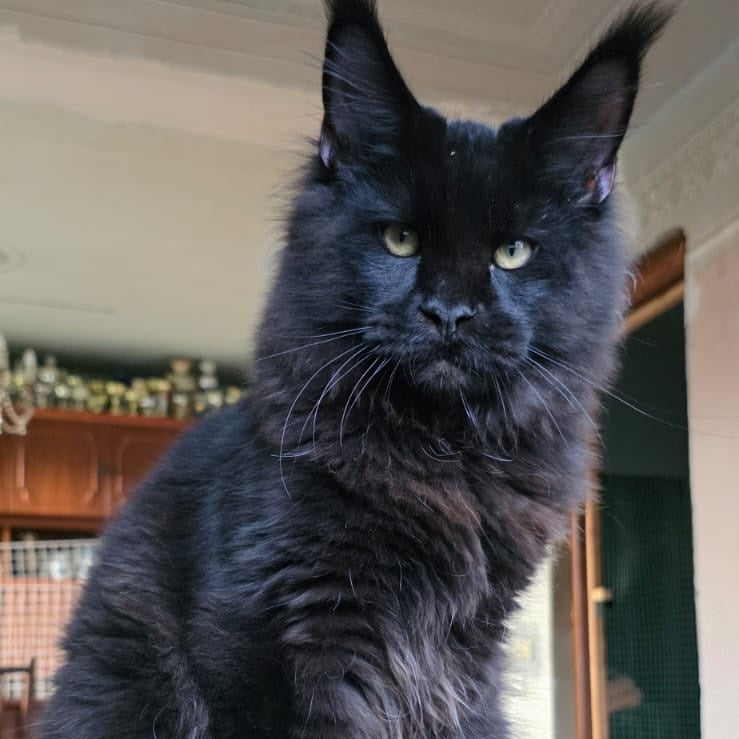 Yuppi Maine Coon male, black