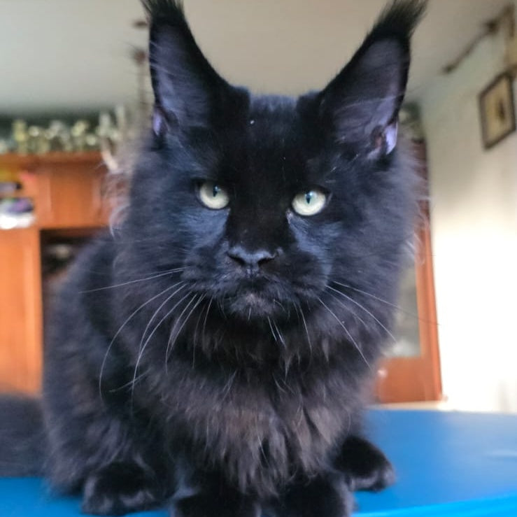 Yuppi Maine Coon male, black