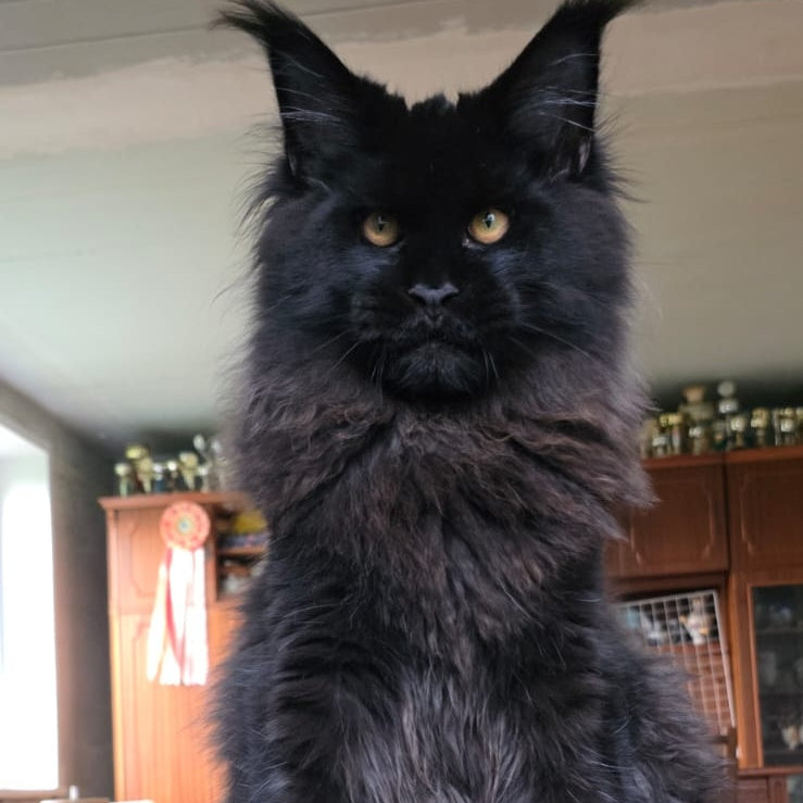 Eddi Maine Coon male, black