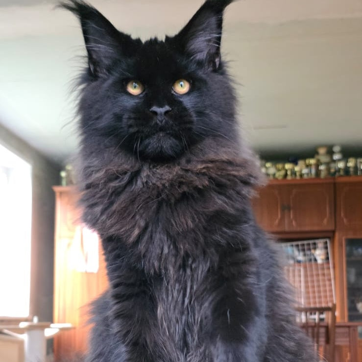 Eddi Maine Coon male, black