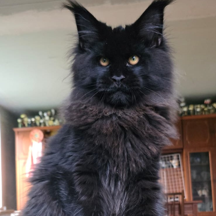 Eddi Maine Coon male, black