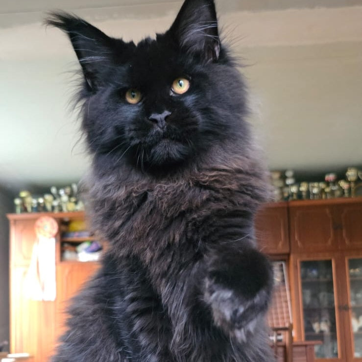 Eddi Maine Coon male, black