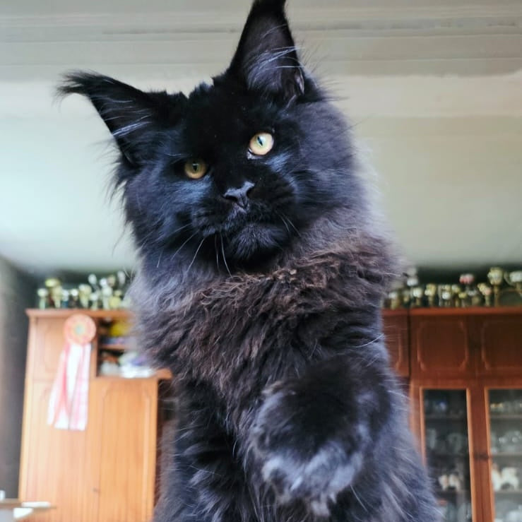Eddi Maine Coon male, black