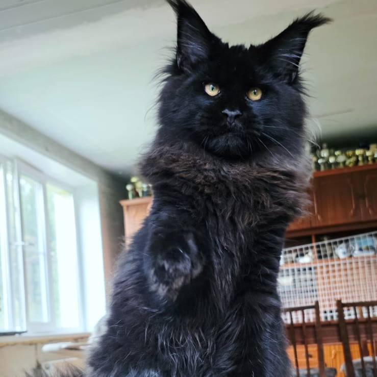 Eddi Maine Coon male, black