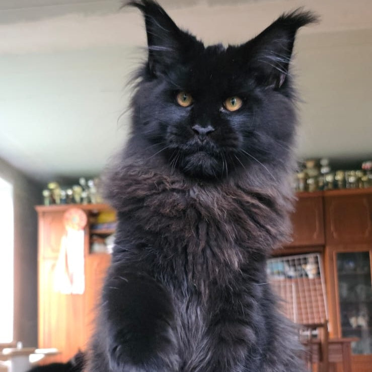 Eddi Maine Coon male, black